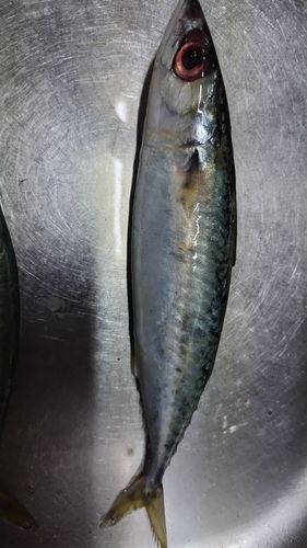 サバの釣果