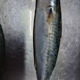 サバ