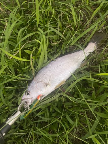 ニベの釣果