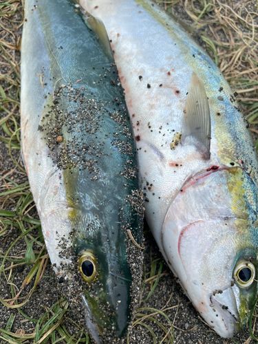 イナダの釣果
