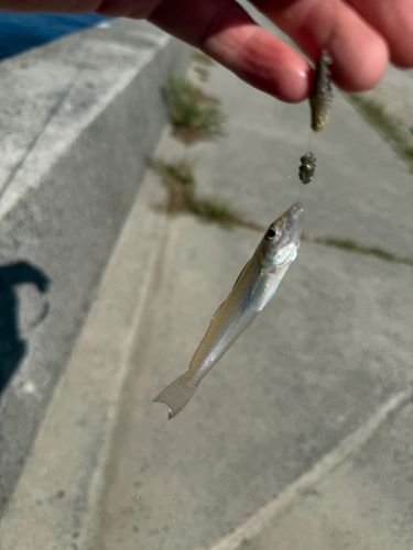 キスの釣果