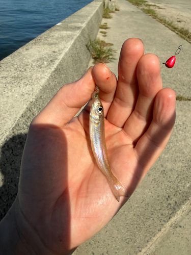 キスの釣果
