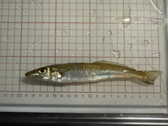 シロギスの釣果