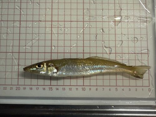 シロギスの釣果