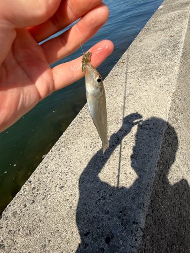 キスの釣果
