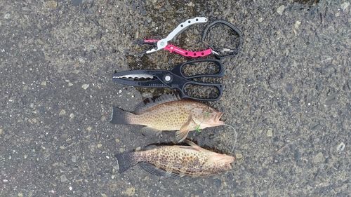 オオモンハタの釣果