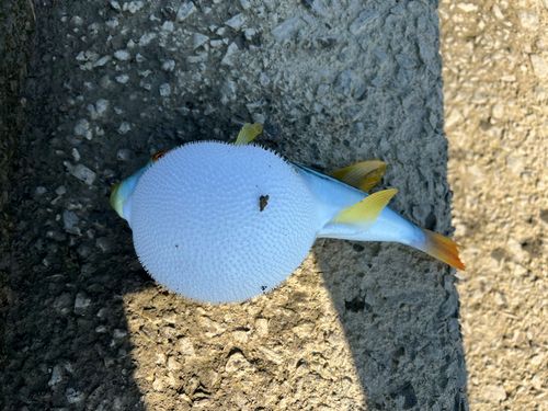 シマフグの釣果