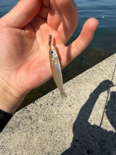 キスの釣果