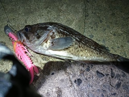 クロソイの釣果