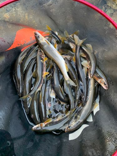 ハゼの釣果