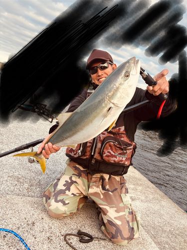 ワラサの釣果