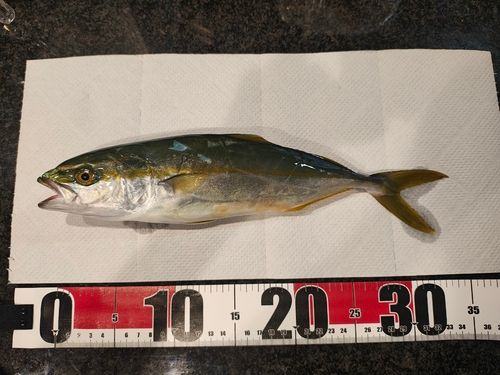 ツバイソの釣果