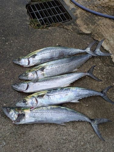 サゴシの釣果