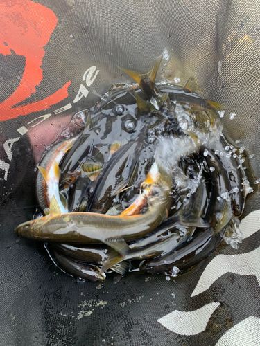ハゼの釣果