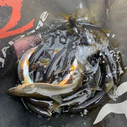 アユ