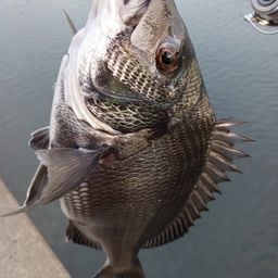 クロダイ
