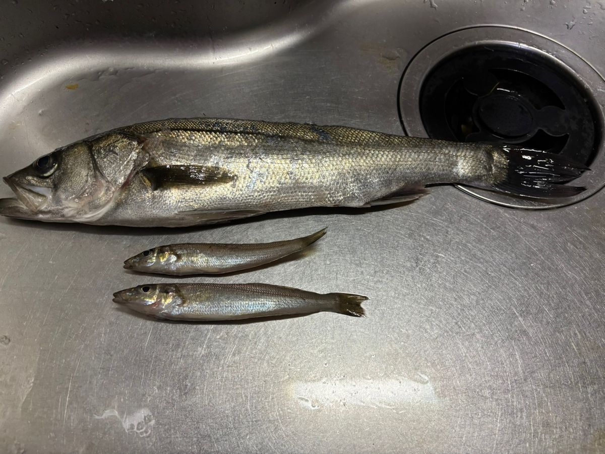 ハワイアンコーヒーさんの釣果 2枚目の画像