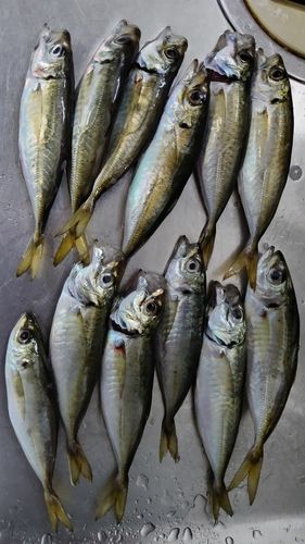 アジの釣果