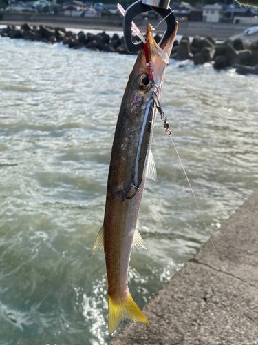 アカカマスの釣果