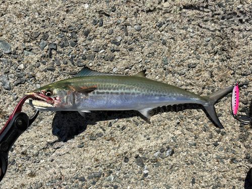 サゴシの釣果
