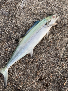サゴシの釣果