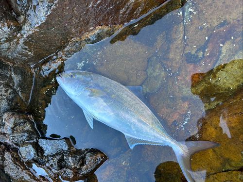 ネリゴの釣果
