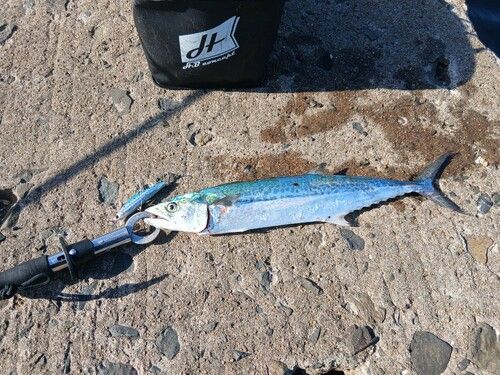 サゴシの釣果