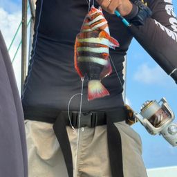 モンガラカワハギ