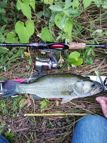 ラージマウスバスの釣果