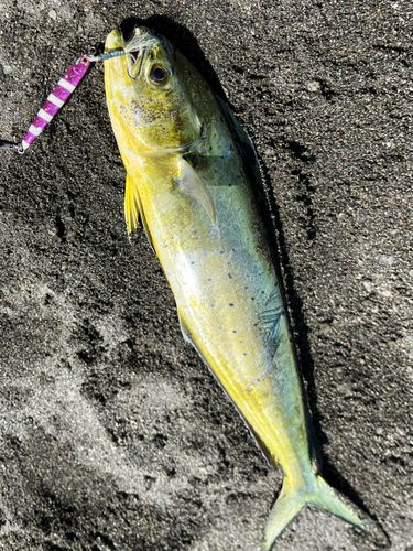 シイラの釣果