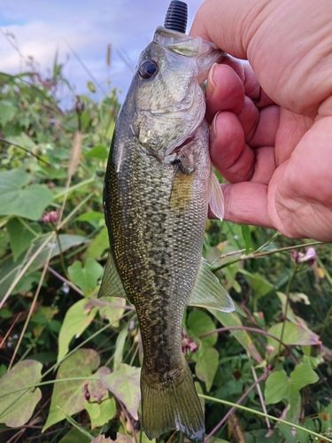ラージマウスバスの釣果