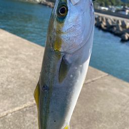 ツバス