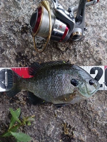 ブルーギルの釣果