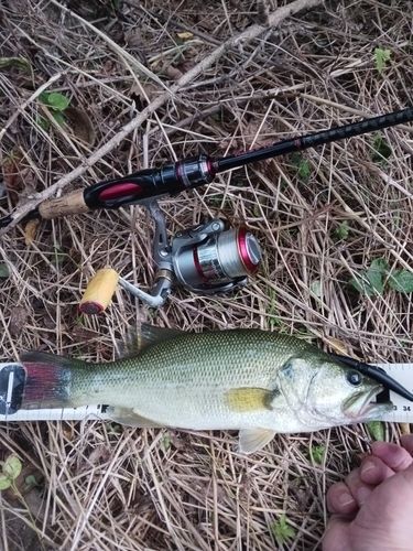 ラージマウスバスの釣果