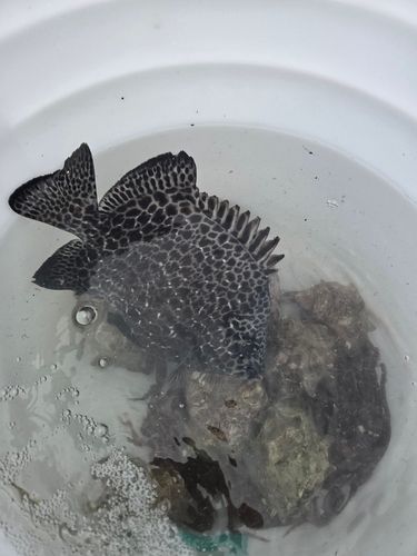 イシガキダイの釣果
