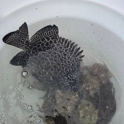 イシガキダイ