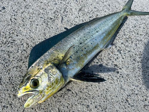 シイラの釣果