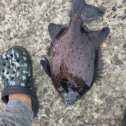 イシガキダイ