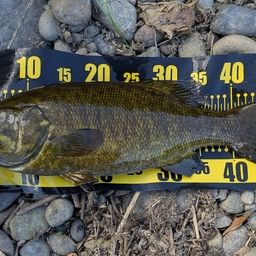 スモールマウスバス