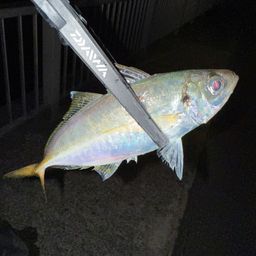 アジ