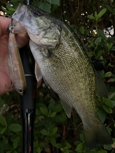 ブラックバスの釣果