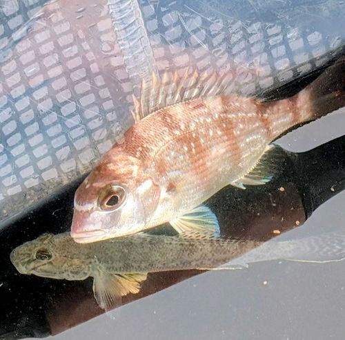セイゴ（マルスズキ）の釣果