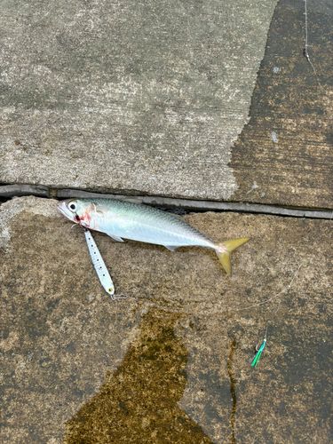 ショゴの釣果
