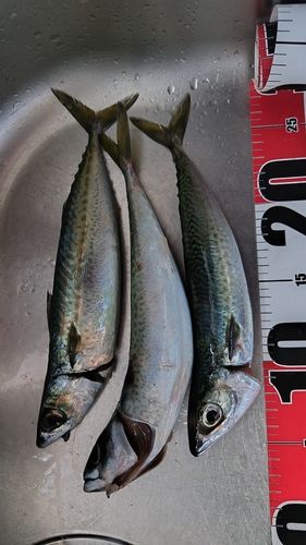 サバの釣果