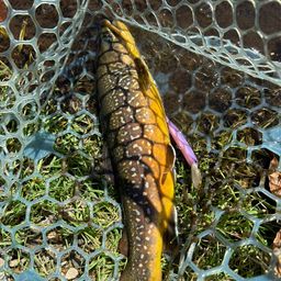 ブルックトラウト