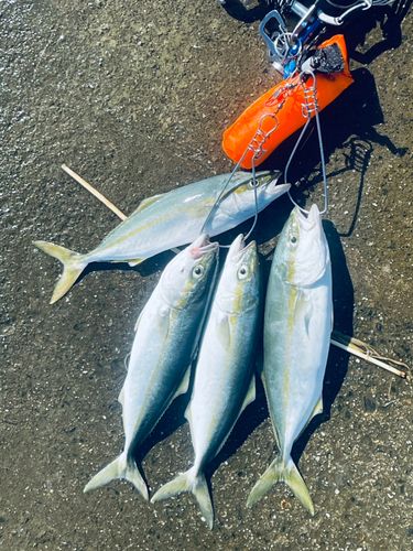 ツバイソの釣果