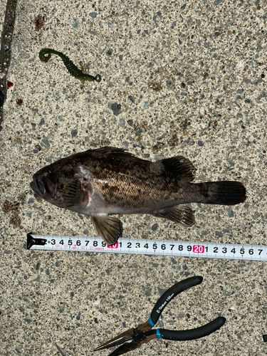 ソイの釣果