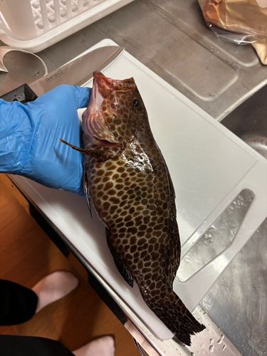 オオモンハタの釣果