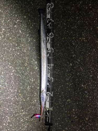 ダツの釣果