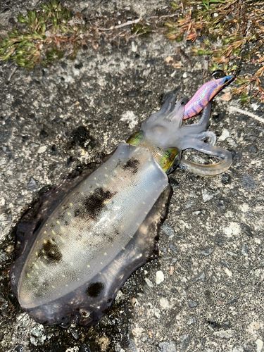 アオリイカの釣果